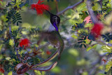 Costas Hummingbird 