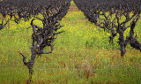 Old Vines and Mustard - Dry Creek Valley - Sonoma County, California