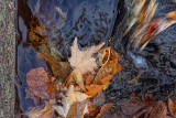Leaves In Pool - Goodman County Park, Wisconsin
