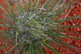 Yucca Curls - Sedona, Arizona