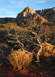 Evening Light in Sedona