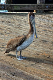 Pelican - Morro Bay, California