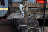 Hanging Around the Dock - Morro Bay, California