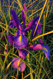 Iris - Baywood Park, California