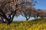 Almond Blossoms - Hidden Oaks Winery, Paso Robles, California