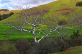 Sycamore Against the Green - California