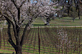 Almond Blossoms and Vines - Pomar Junction Winery - Paso Robles, California