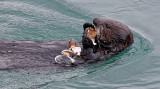 Sea Otter Feasting on Clam - Morro Bay, California