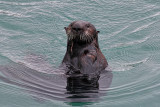 Sea Otter - Morro Bay, California
