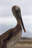 Pelican Portrait - Morro Bay, California
