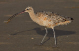 Curlew Eating a Sand Shrimp