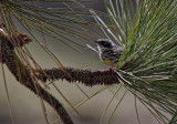Warbler- Santa Margarita Lake, California