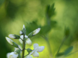 White Wild Indigo