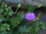 Geranium