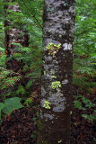 Woodland - Pictured Rocks National Lakeshore - Upper Michigan