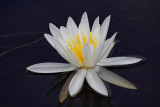 Water Lilly - Kingston Plains - Upper Michigan