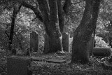 Oaks and Granite - Rural Cemetery - Santa Rosa, California