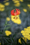 Lily and Yarrow