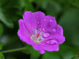 Geranium and Rain Drops