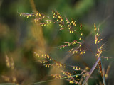 Indian Grass - Native Prairie - Wisconsin