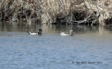 Winter Wood Ducks at Holland Ponds