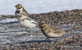 0160-Longspur-Bunting