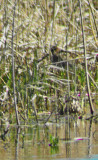 3240-snipe-digiscoped