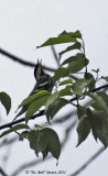 8064-Blackpoll-Warbler