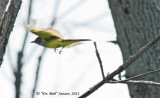 8844 GC Flycatcher-flying