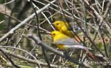 8625 Prothonotary Pair in love at Bloomfield Hills