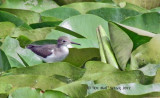 0422 Spotted Sandpiper on the lily pads