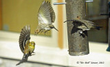 4969-Siskins-beat-goldilock.jpg