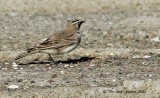 7152-Horned-Lark