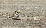 7161-Horned-Lark