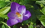 7198-First-Crocus-2012