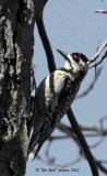 9376-Yellow-bellied-Sapsucker