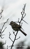 4195-Clay-colored-Sparrow