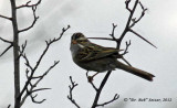 4201-Clay-colored-Sparrow