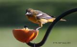 4698 Oriole--female