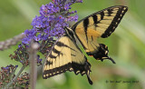 6335-Eastern-Tiger-Swallowtail