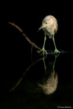 Bihoreau gris, juvénile -- Black-crowned Night Heron, juvenile