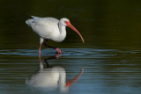 Ibis blanc -- American White Ibis