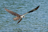 Balbuzard pcheur -- Osprey