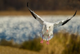 Oie des neiges -- Snow Goose