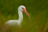 Ibis blanc -- American White Ibis