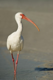 Ibis blanc -- American White Ibis