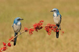 Geai  gorge blanche - Florida Scrub-Jay