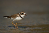 Pluvier semipalm -- Semipalmated Plover