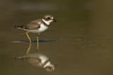 Pluvier semipalm -- Semipalmated Plover