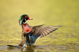 Canard Branchu, mle -- Wood Duck, male